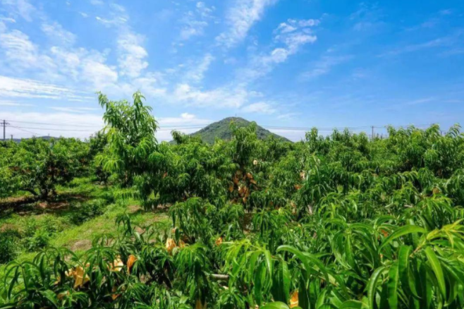 樂(lè)淘淘太湖風(fēng)光好 甜蜜蜜陽(yáng)山水蜜桃