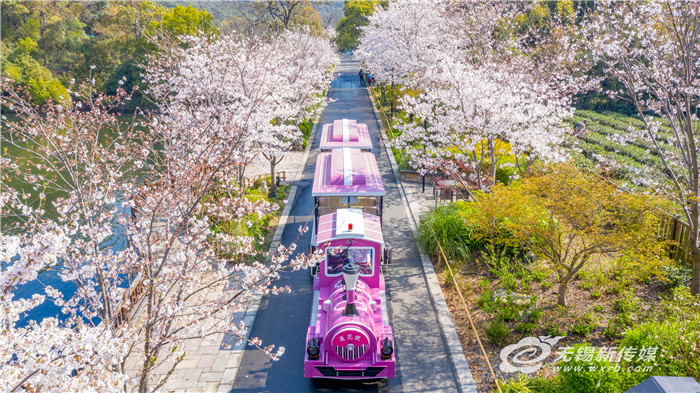 “花經濟”借“花”綻放，無錫深挖“賞花+”讓“花海經濟”四季如春